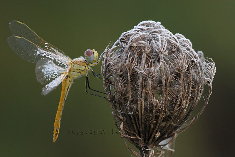 Sympetrum fonscolombii con brina